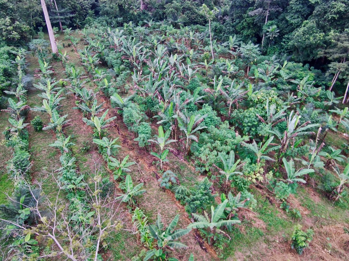 Nachhaltige Landwirtschaft - Serendipalm