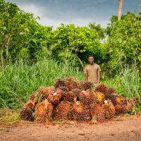 Die Palmbüschel, allgemein FFB genannt (fresh fruit bunch), werden zur Straße gebracht. Nyanor Junior wartet auf den Traktor, der das FFB zu Serendipalms Mühle in Asuom bringt.