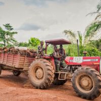 Hier ist einer unserer Traktoren bei Abholung der Palmbündel zu sehen. James Dapaah (Links), Kwabena Atuafo (Fahrer) und Bright Boakye (rechts) bringen die Ladung zu Serendipalm.