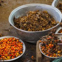 Die große Schüssel zeigt die leeren Fruchthüllen. Diese gehen, zusammen mit Strünken und Fasern als Mulch zurück aufs Feld.