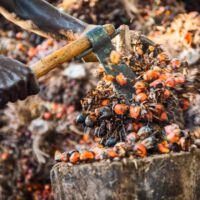 Zerkleinern und teilweise Abtrennung der öltragenden Früchte vom Strunk.