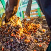 Die orange-farbigen, umherfliegenden Kugeln sind die Palmfrüchte, aus denen das Öl gepresst wird.