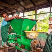 Linda Anim schüttet die gedämpften Früchte in den Vorratstrichter einer Schraubenpresse, oder Expeller. Diese presst aus den Früchten den Press Liquor, ein Gemisch aus Öl, Wasser, und Fruchthäuten. Die verbleibenden Fruchtfasern und Palmkerne treten an der Vorderseite der Presse (rechts im Bild) aus.
