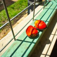 Lose Palmfrüchte mit gutem Reifegrad.